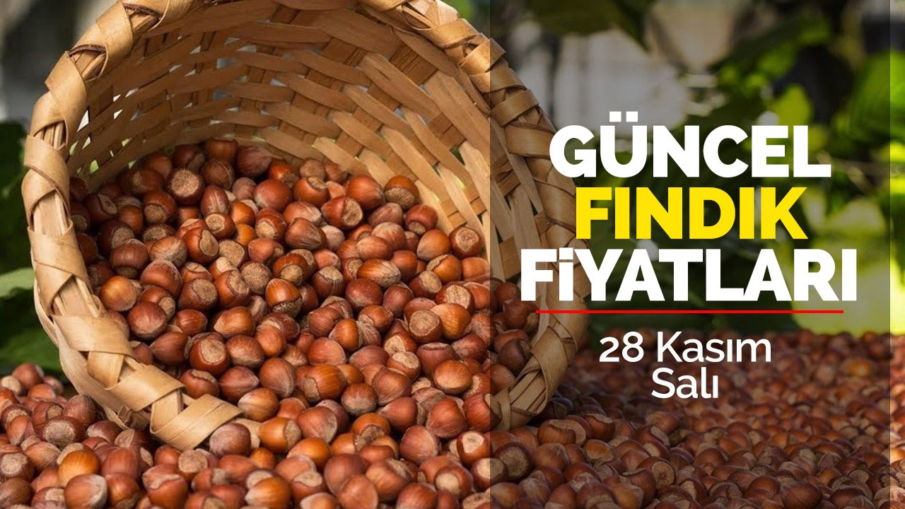 28 Kasım Salı Güncel Fındık Fiyatları