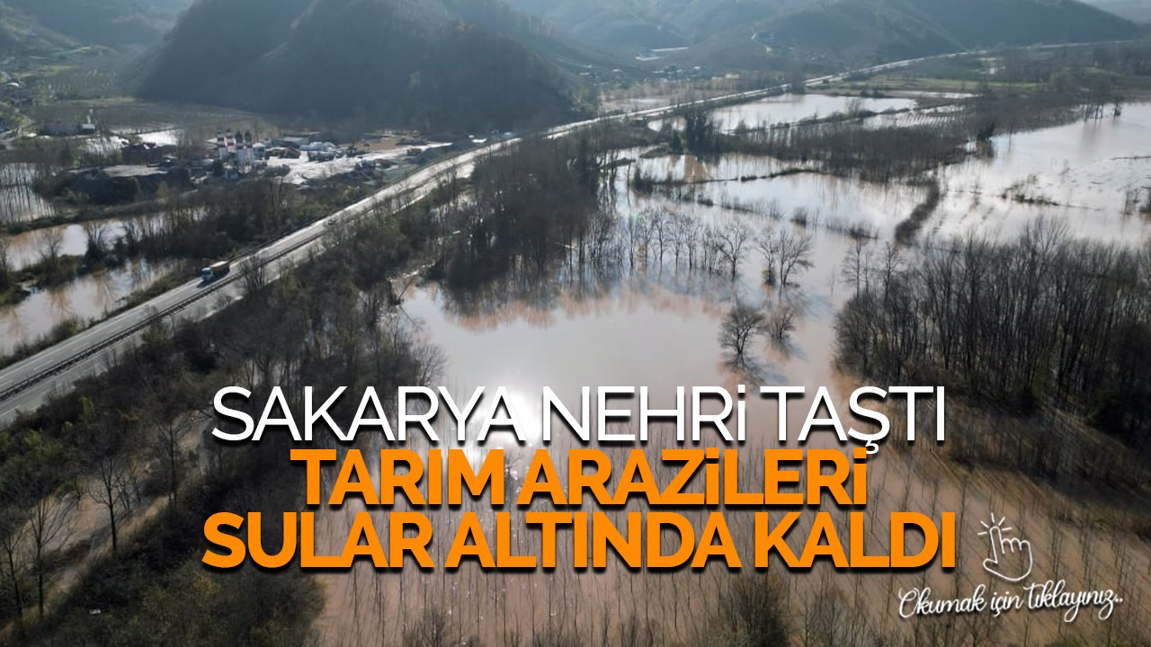 Sakarya Nehri taştı, tarım arazileri sular altında kaldı