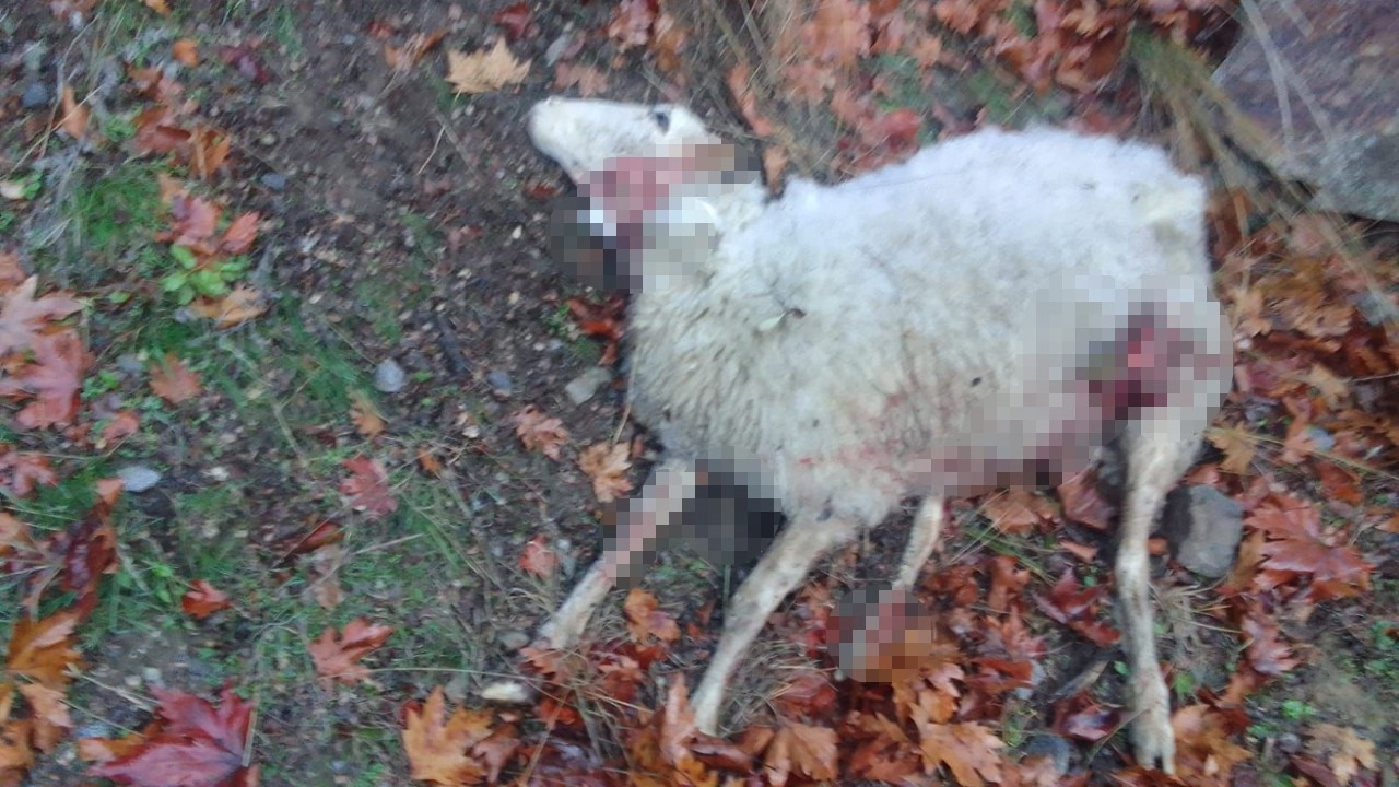 Manisa'da aç kalan kurtlar, koyun sürüsüne saldırdı