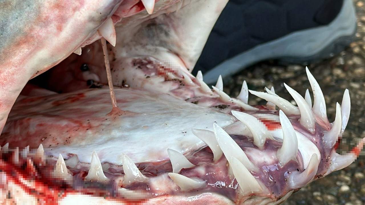 Nesli tükenme tehlikesi altındaki mako köpek balığı karaya canlı vurdu