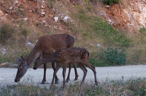 Dikkat, ormanda bebek var - Sayfa 6