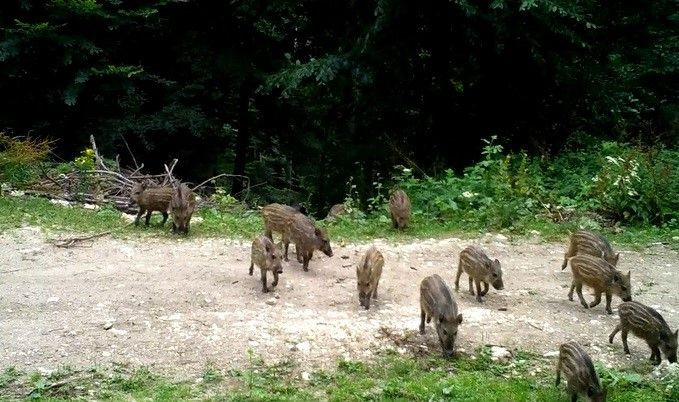 Dikkat, ormanda bebek var - Sayfa 7