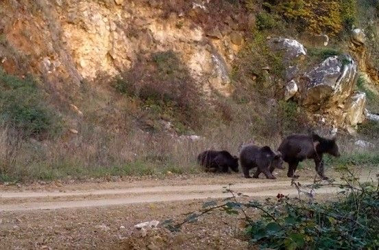 Dikkat, ormanda bebek var - Sayfa 8