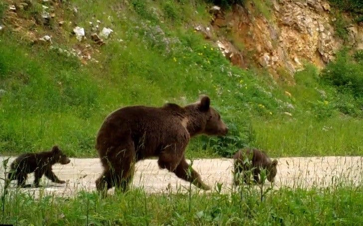 Dikkat, ormanda bebek var - Sayfa 9