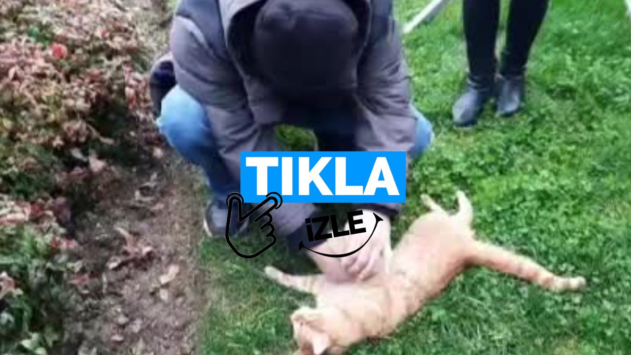 Taksim’de 3 sokak köpeğinin saldırdığı kedi telef oldu