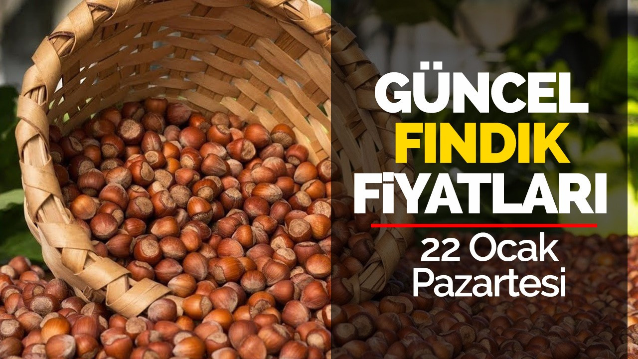 22 Ocak Pazartesi Güncel Fındık Fiyatları