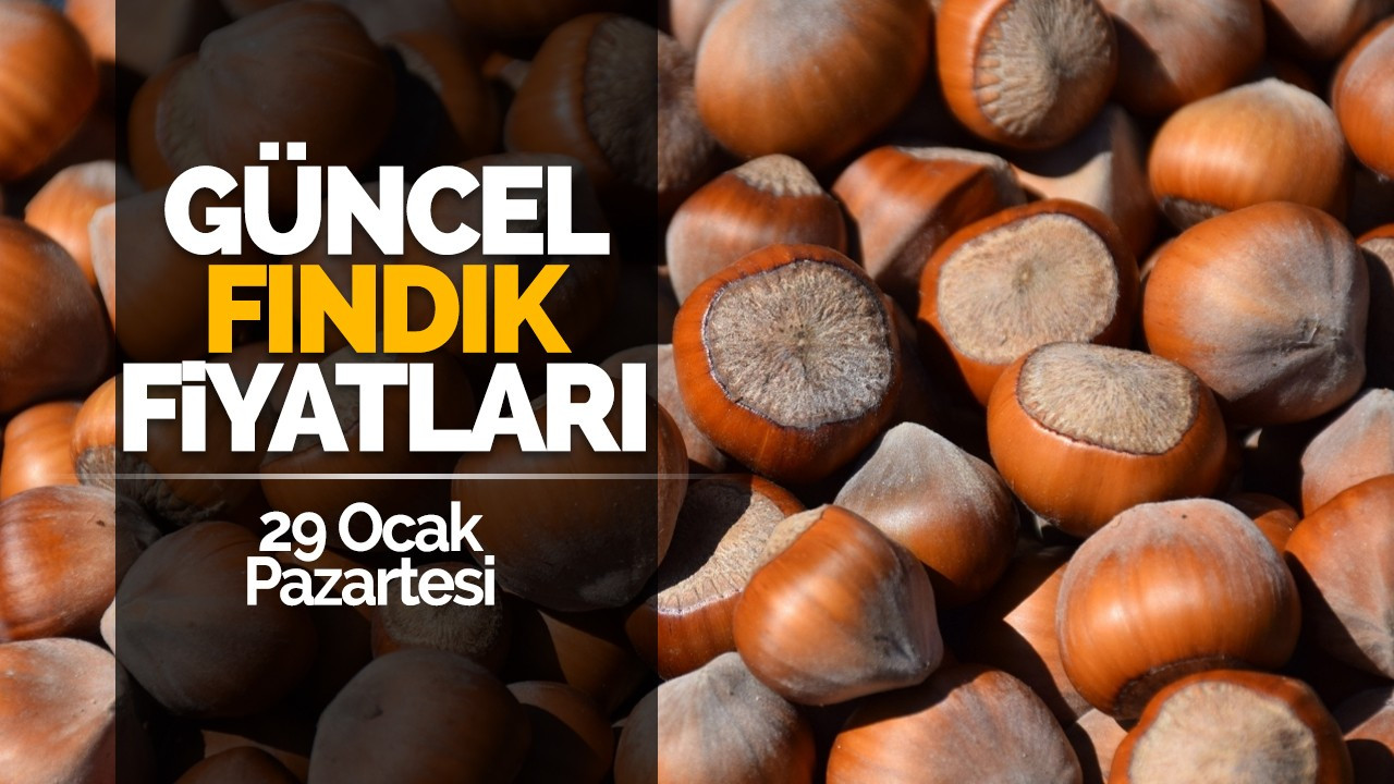 29 Ocak Pazartesi Güncel Fındık Fiyatları