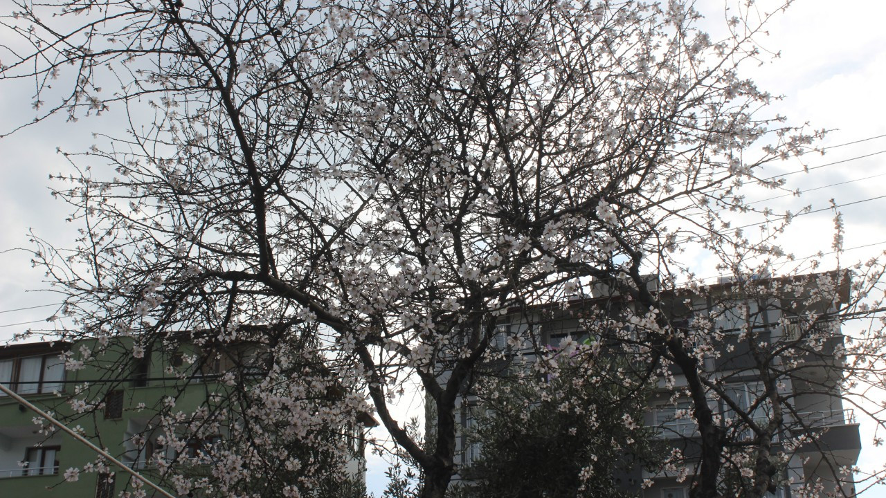 Şubat ayında çiçek açan badem ağacı vatandaşları şaşırttı