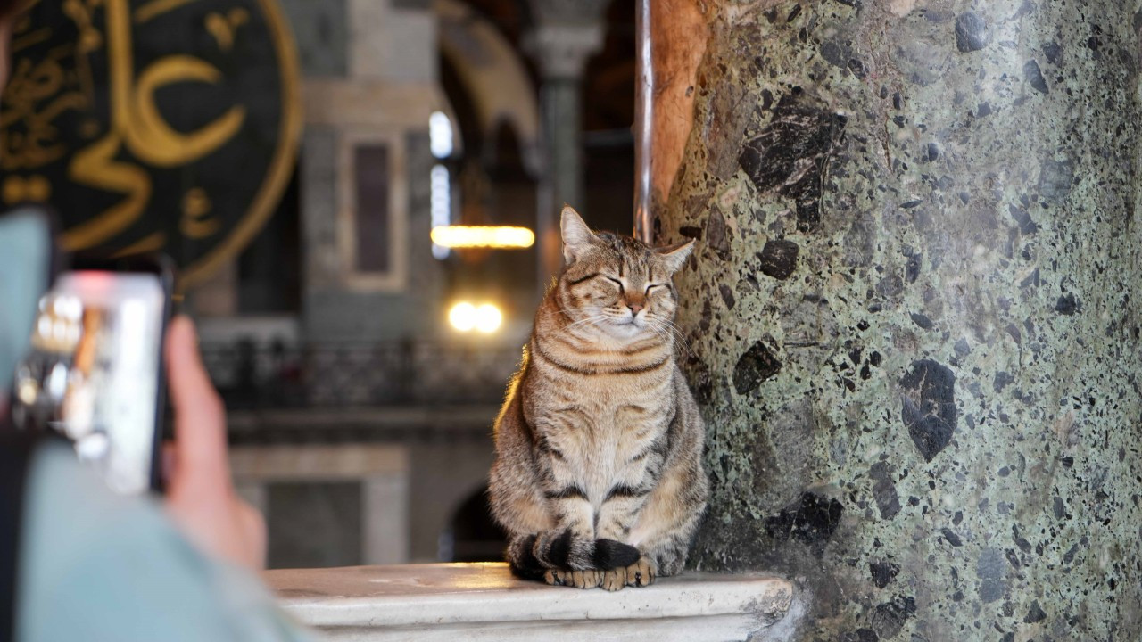 Ayasofya Camii’nin ziyaret katına giren ilk kedi turistlerin yeni Gli’si oldu