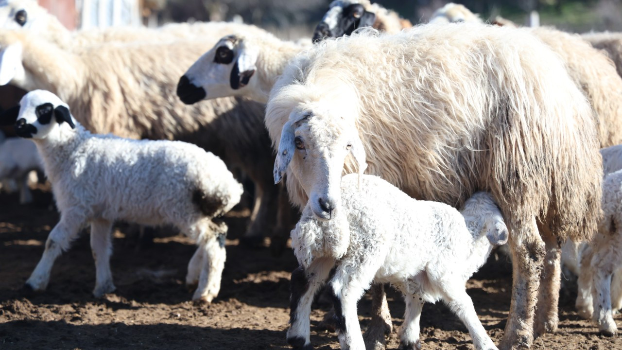 Elazığ'da koyun ve kuzuların coşkulu buluşması