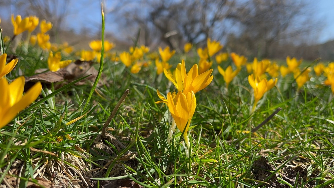Baharın müjdecisi çiğdemler çiçek açtı, 12 bin yıllık siyez toprakla buluşturuldu