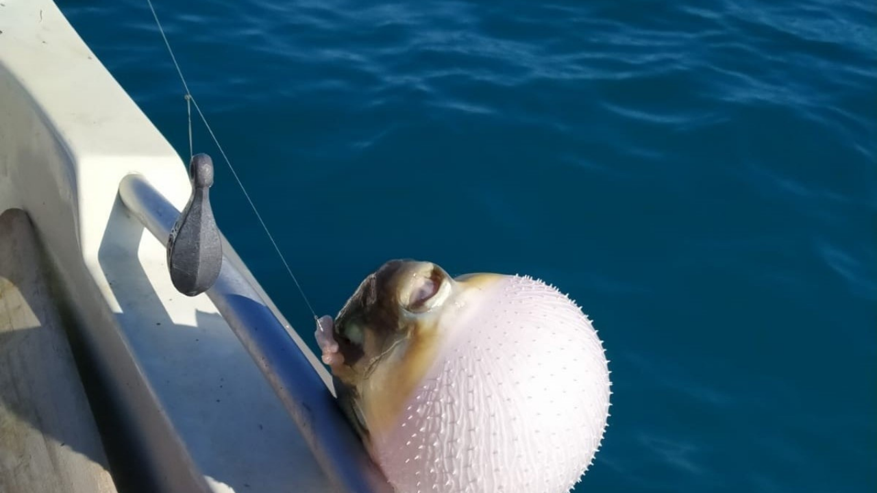 Mersinli balıkçılar 'balon balığı avcılığına yönelik teşvik'ten memnun