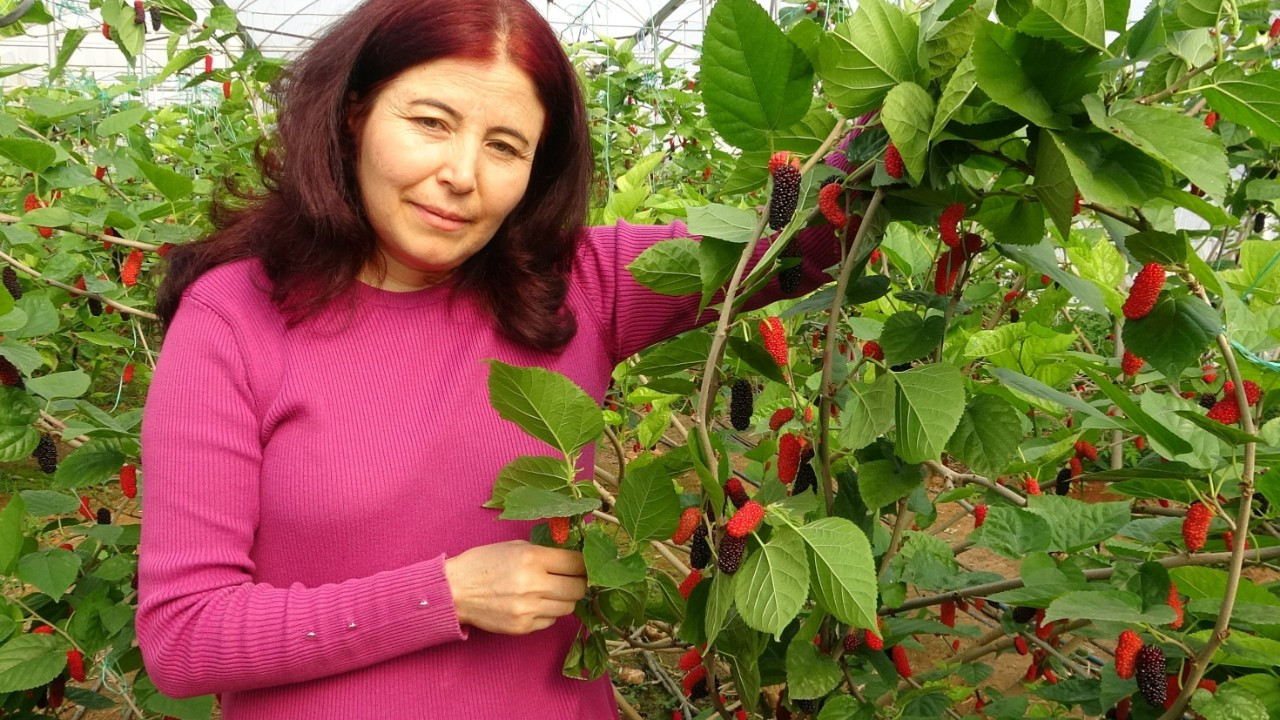 Kilosu 80 TL: Üreticisinin yüzünü güldüren meyve "karadut"