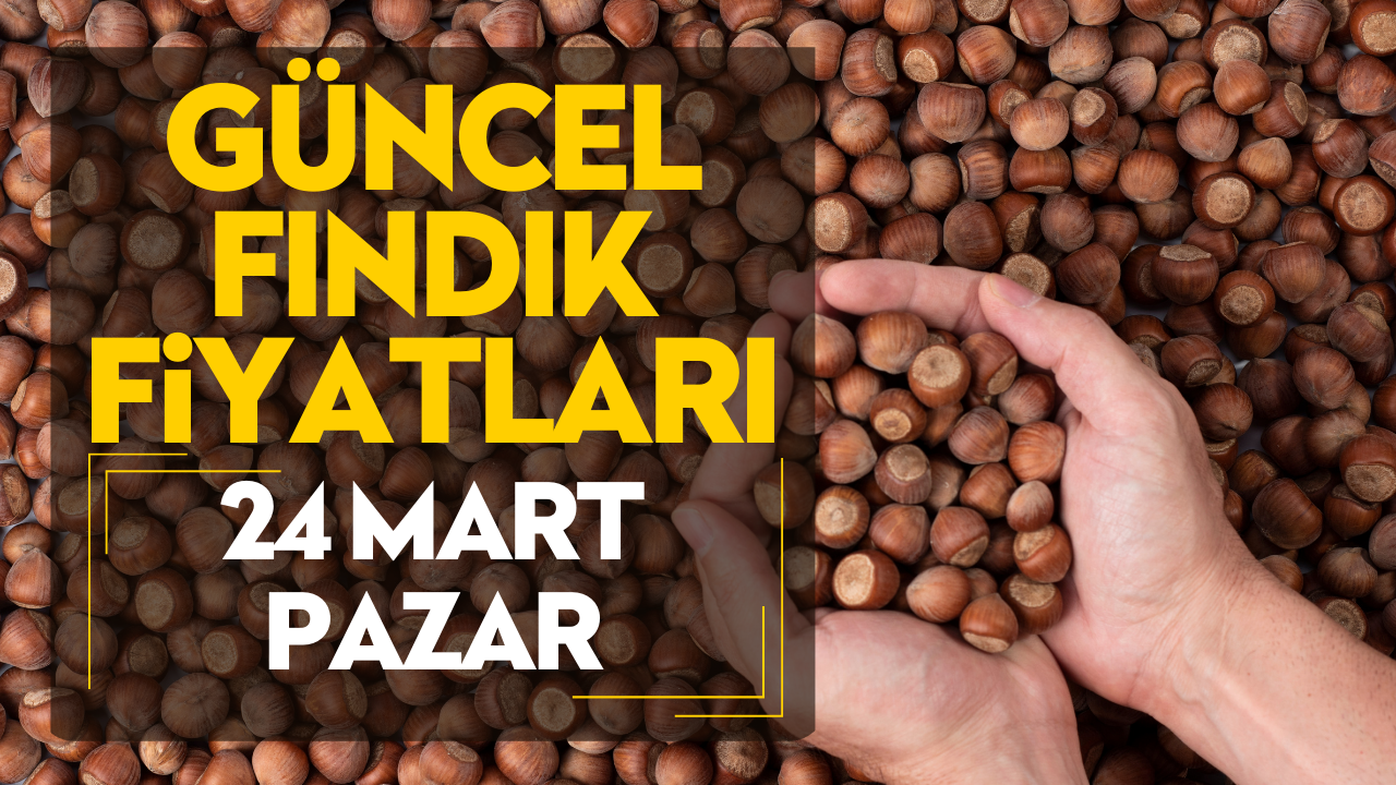 24 Mart Pazar Güncel Fındık Fiyatları