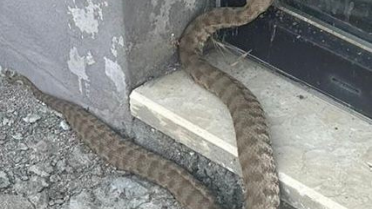 Isırığı bir insanı öldürmeye yetiyor: 2 metrelik engerek yılanı görüntülendi