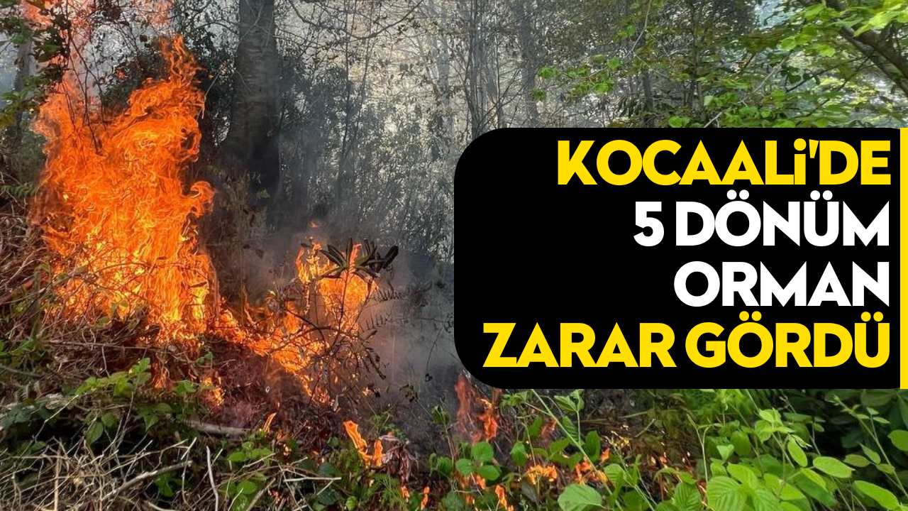Yangın Felaketi: Kocaali'de 5 Dönüm Orman Zarar Gördü