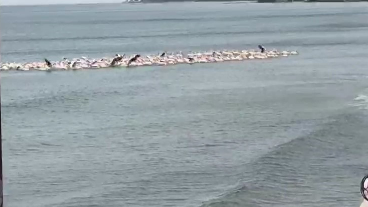 Fırtına nedeniyle yüzlerce pelikan plajda toplandı