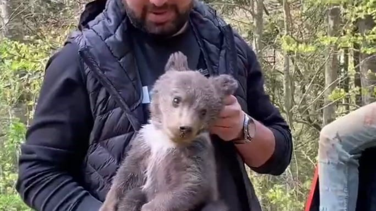 Ormandan şehre inen yavru ayı maskot oldu