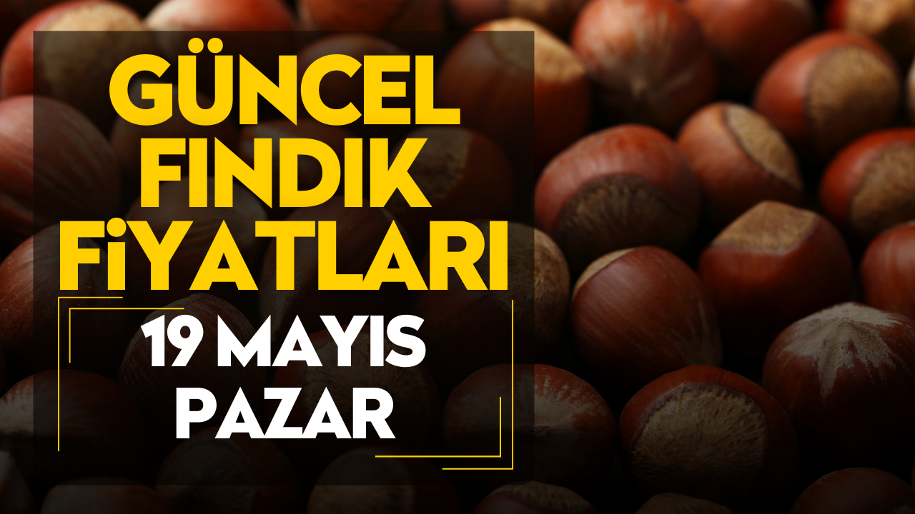 19 Mayıs Pazar Güncel Fındık Fiyatları