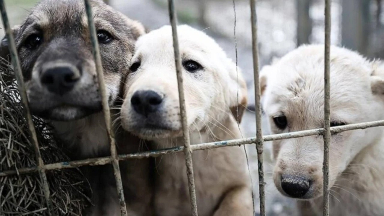 2024 Sokak hayvanları yasası çıktı mı, maddeleri neler? Sokak köpekleri uyutulacak mı?