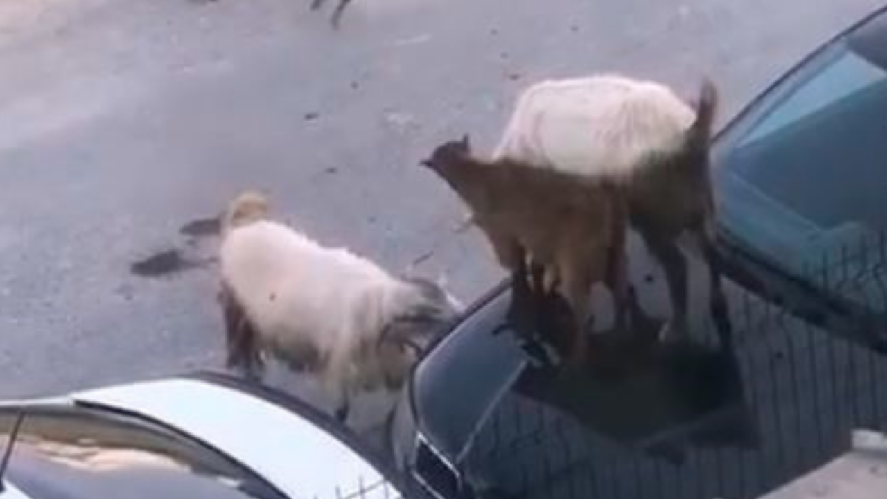 Arabanın kaputunda tepinen keçiler kamerada