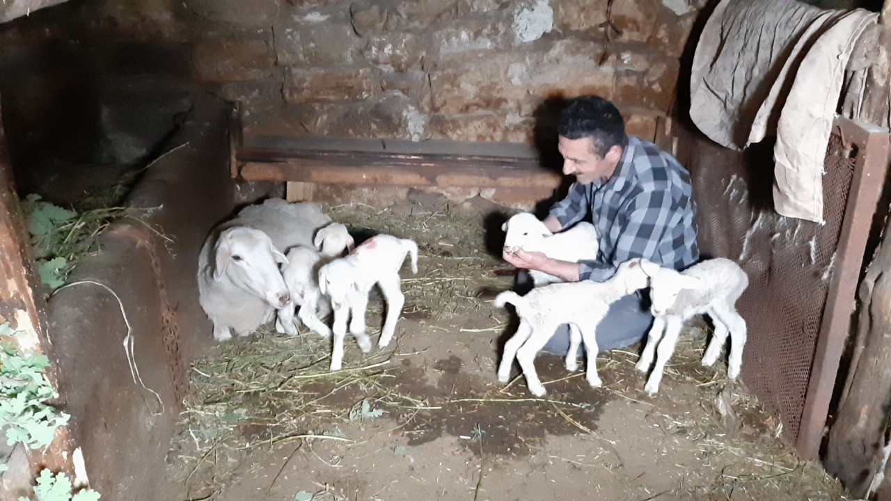 Bolu’da bir koyun seferde beşiz doğurdu