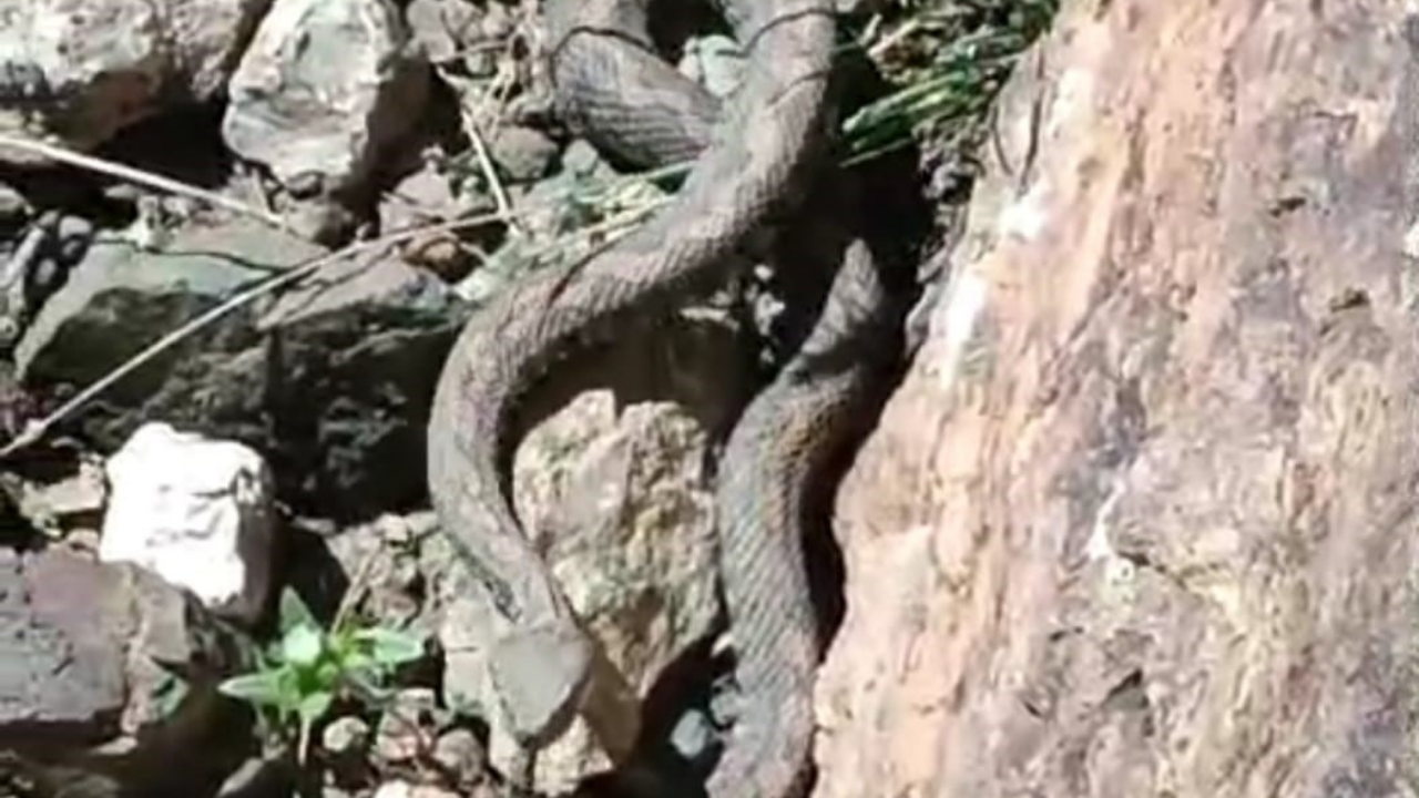 Türkiye’nin en zehirli yılanı o şehirde görüldü