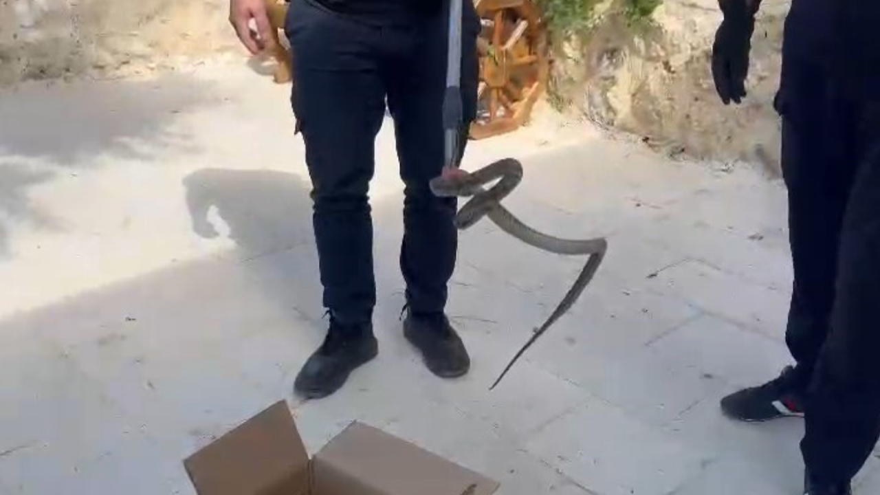 Cami avlusuna giren yılan, itfaiye ekipleri tarafından yakalandı