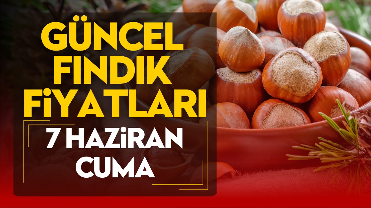 7 Haziran Cuma Güncel Fındık Fiyatları