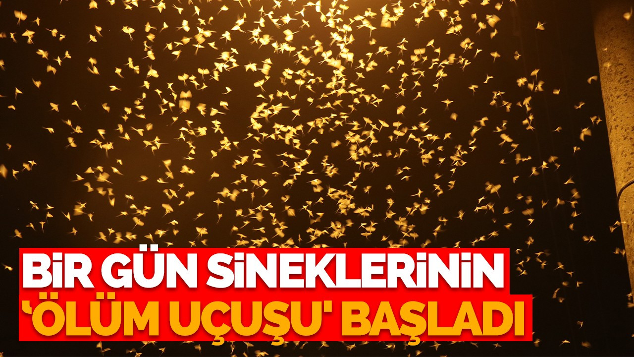 Bir gün sineklerinin ‘ölüm uçuşu' başladı, vatandaş tarihi köprüye akın etti