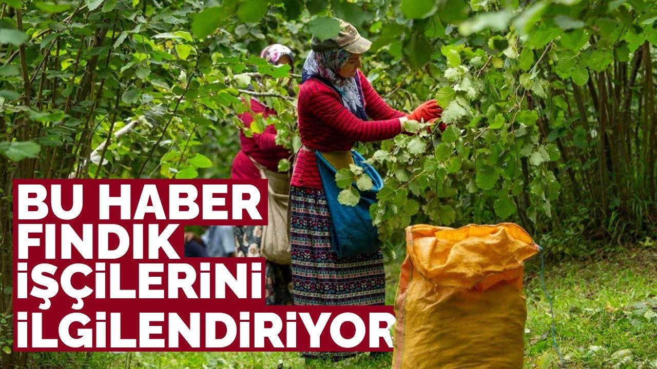 Bu haber fındık işçilerine!