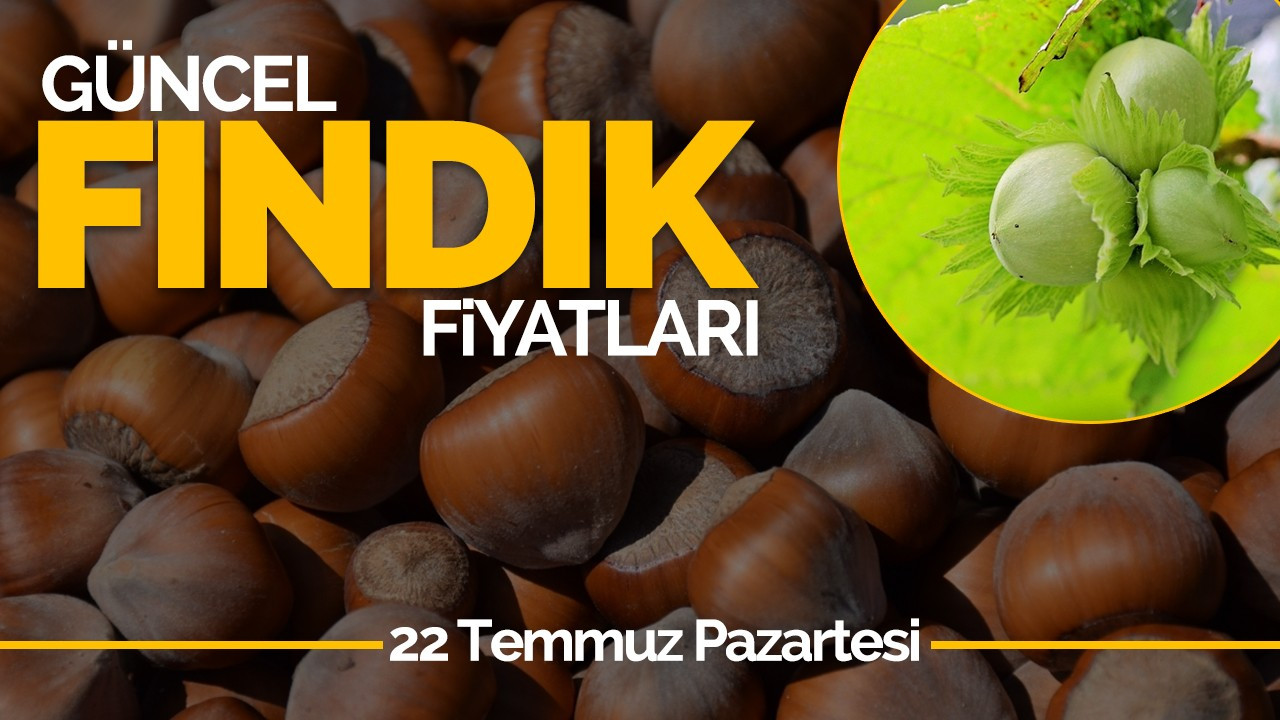 22 Temmuz Pazartesi Güncel Fındık Fiyatlar