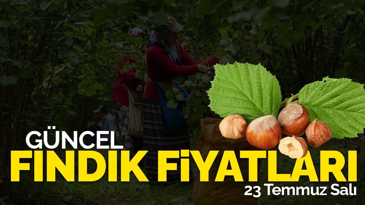 23 Temmuz Salı Güncel Fındık Fiyatlar