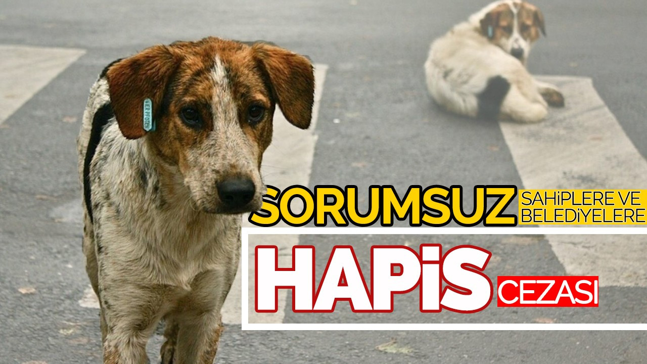 Sorumsuz Sahiplere ve Belediyelere Ağır Ceza!