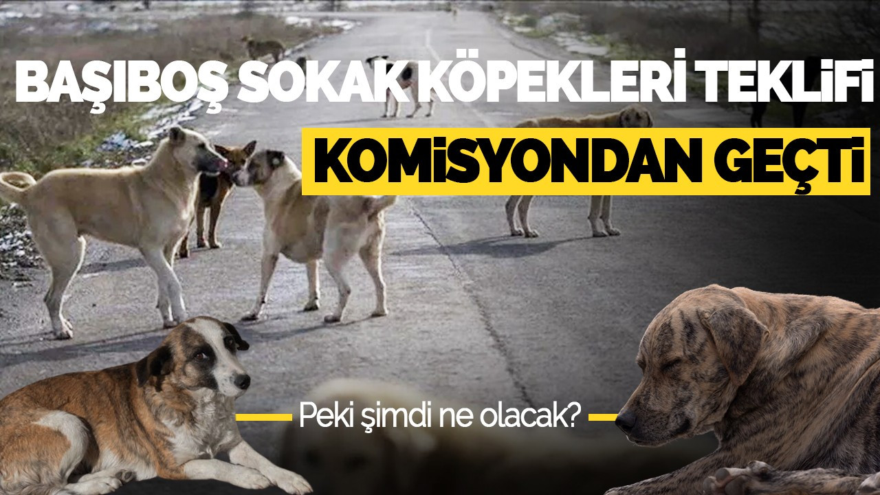 Başıboş Sokak Köpekleri Teklifi Komisyondan Geçti