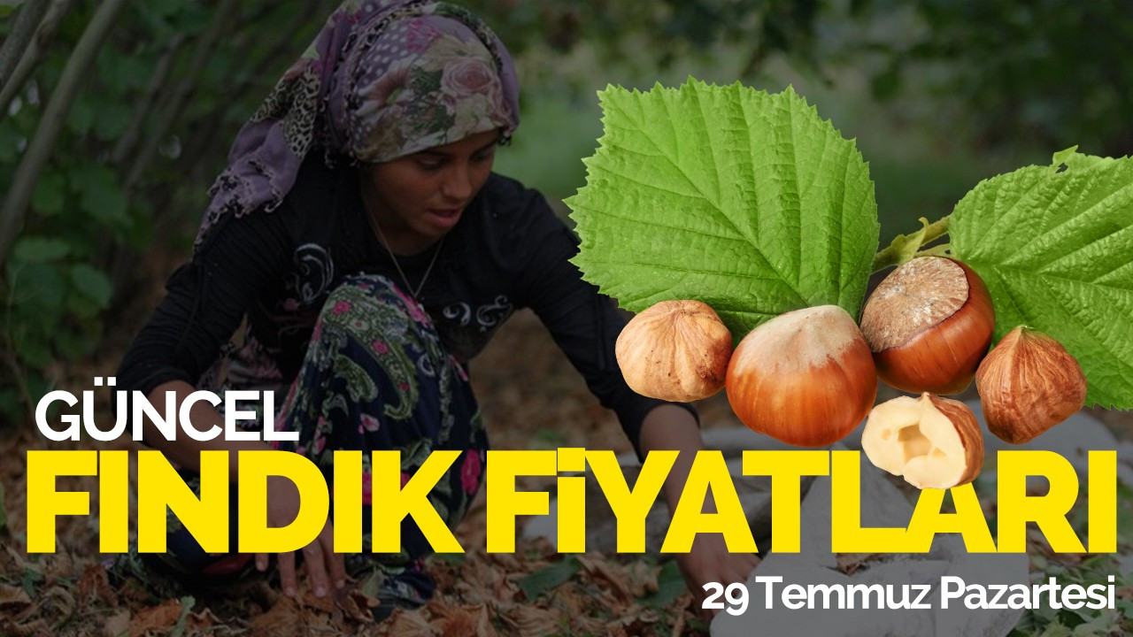 29 Temmuz Pazartesi Güncel Fındık Fiyatlar