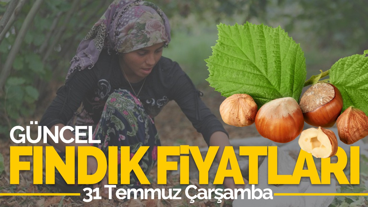 31 Temmuz Çarşamba Güncel Fındık Fiyatlar