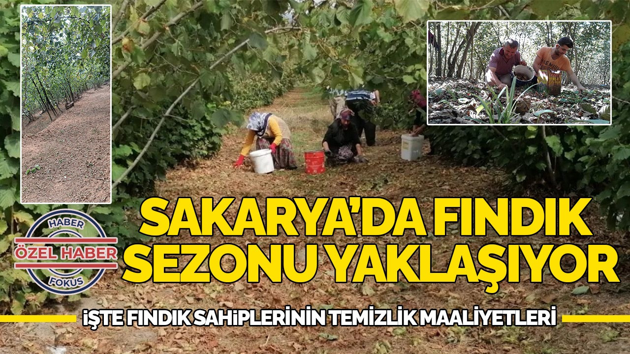 Sakarya Fındık Toplamaya Hazırlanıyor