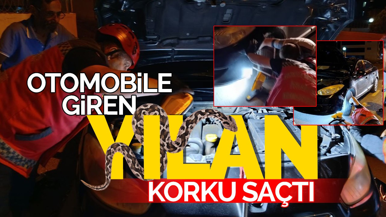 Otomobile Giren Yılan Korku Saçtı