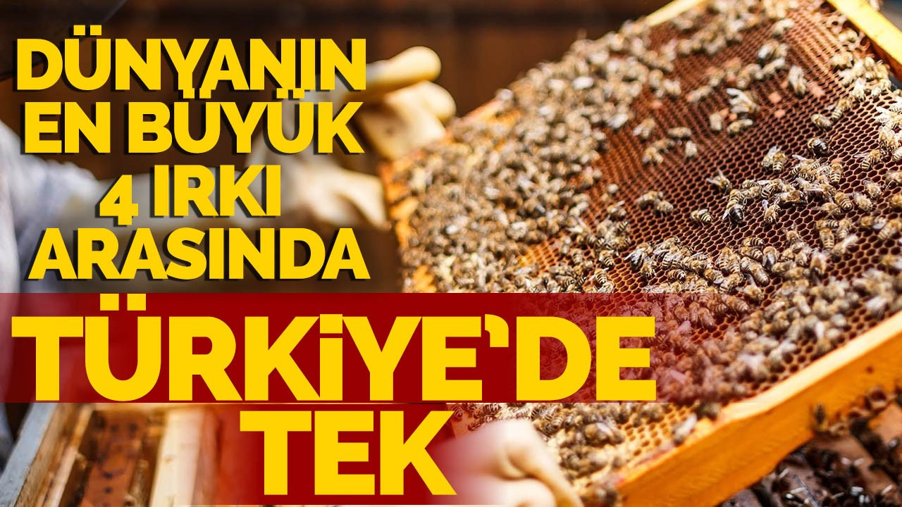 Dünyanın En Büyük 4 Irkı Arasında Türkiye'de Tek!