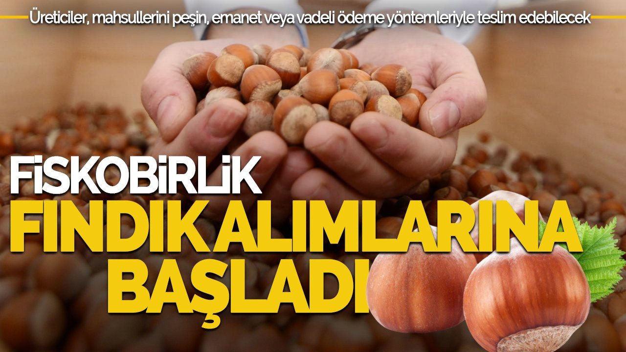 FİSKOBİRLİK Fındık Alımlarına Başladı