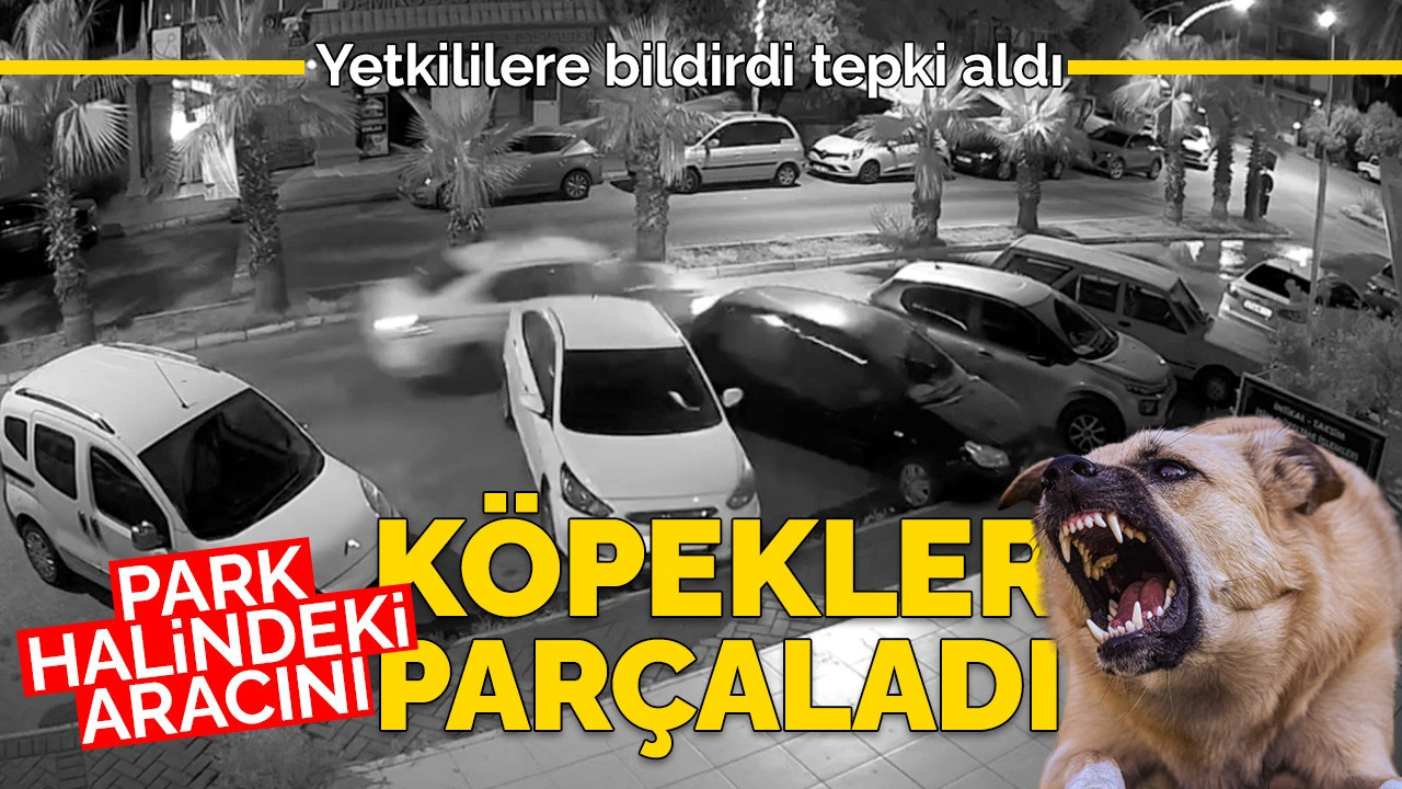 Başıboş köpekler aracını parçaladı