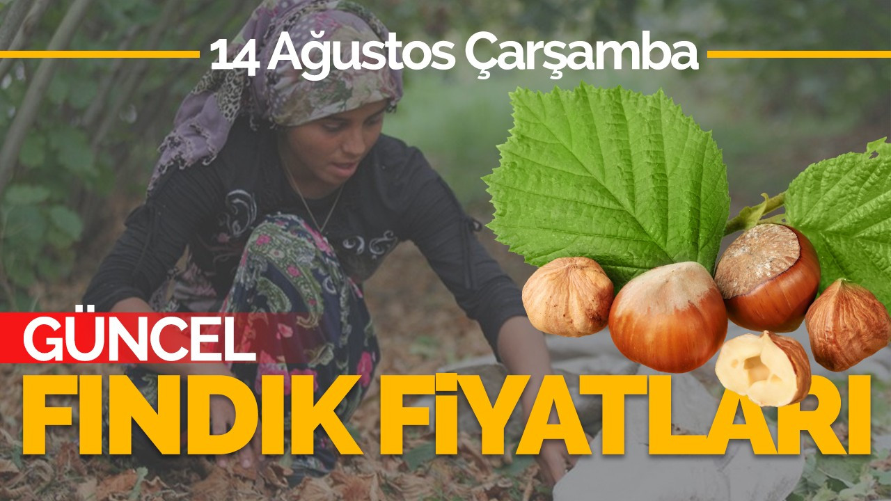 14 Ağustos Çarşamba Güncel Fındık Fiyatları