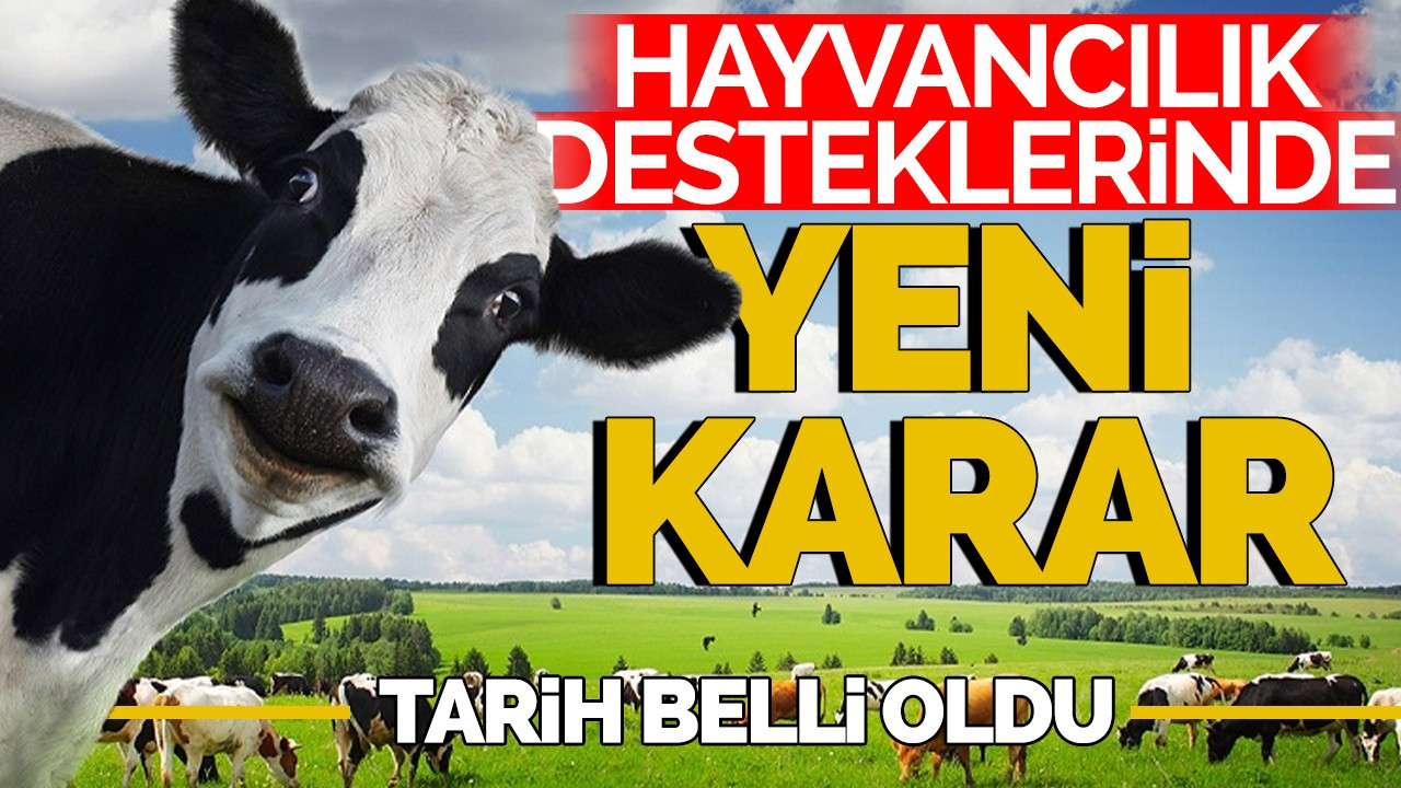 Hayvancılık destekleri için yeni karar alındı: Tarih belli oldu!