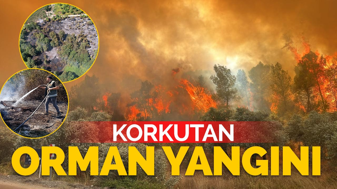 Sakarya'da korkutan orman yangını