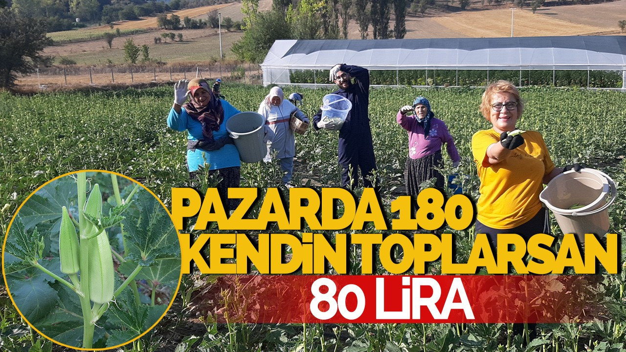 Pazarda 180 Lira Olan Bamya, Kendin Toplarsan 80 Lira