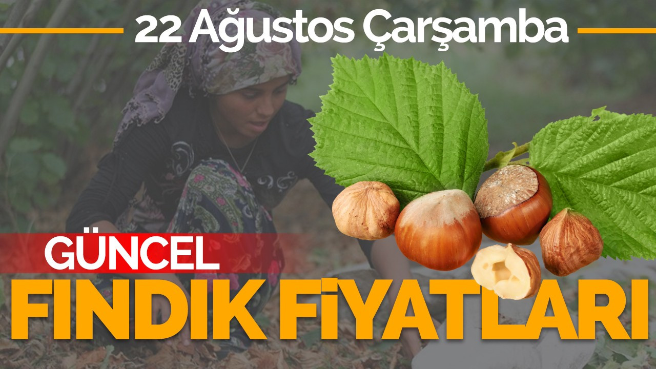 22 Ağustos Perşembe Güncel Fındık Fiyatları