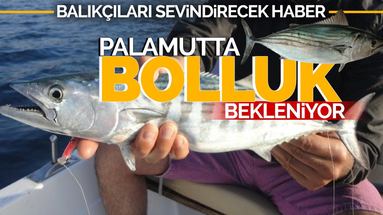 Balıkçıları Sevindirecek Haber: Palamutta Bolluk Bekleniyor