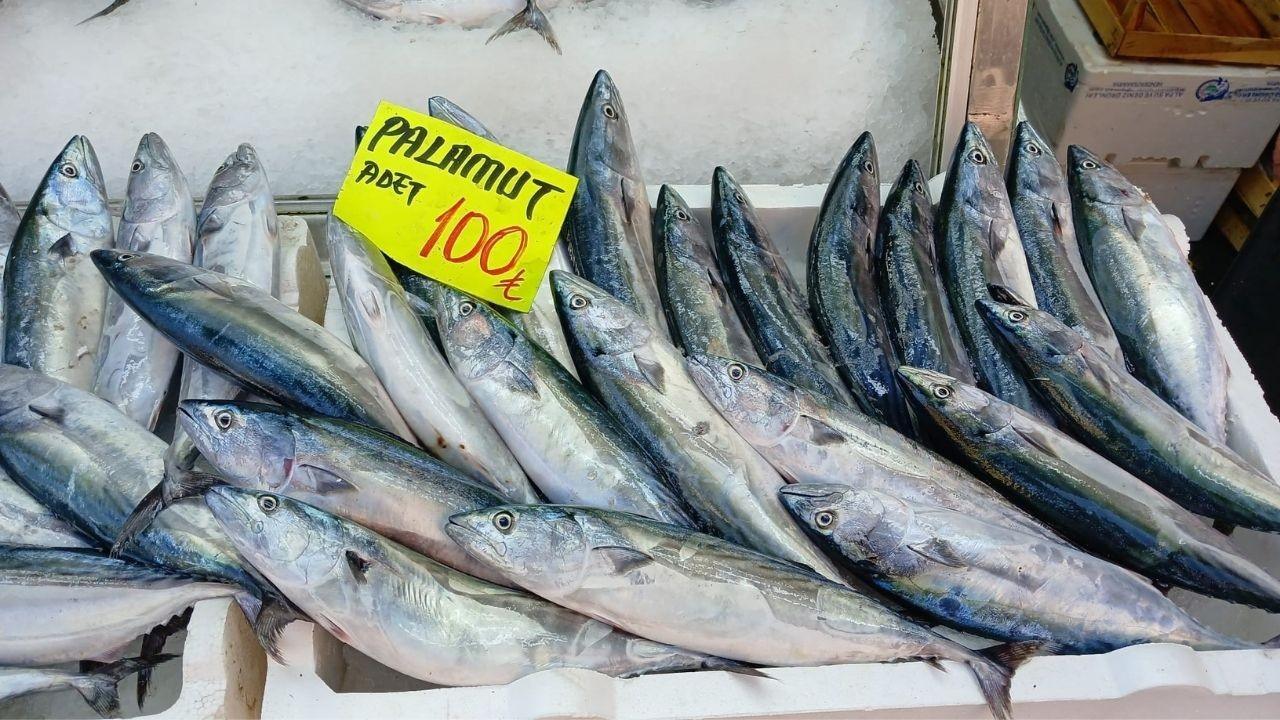 Batı Karadeniz'de Palamut Bolluğu: Fiyatlar Vatandaşı Sevindirdi