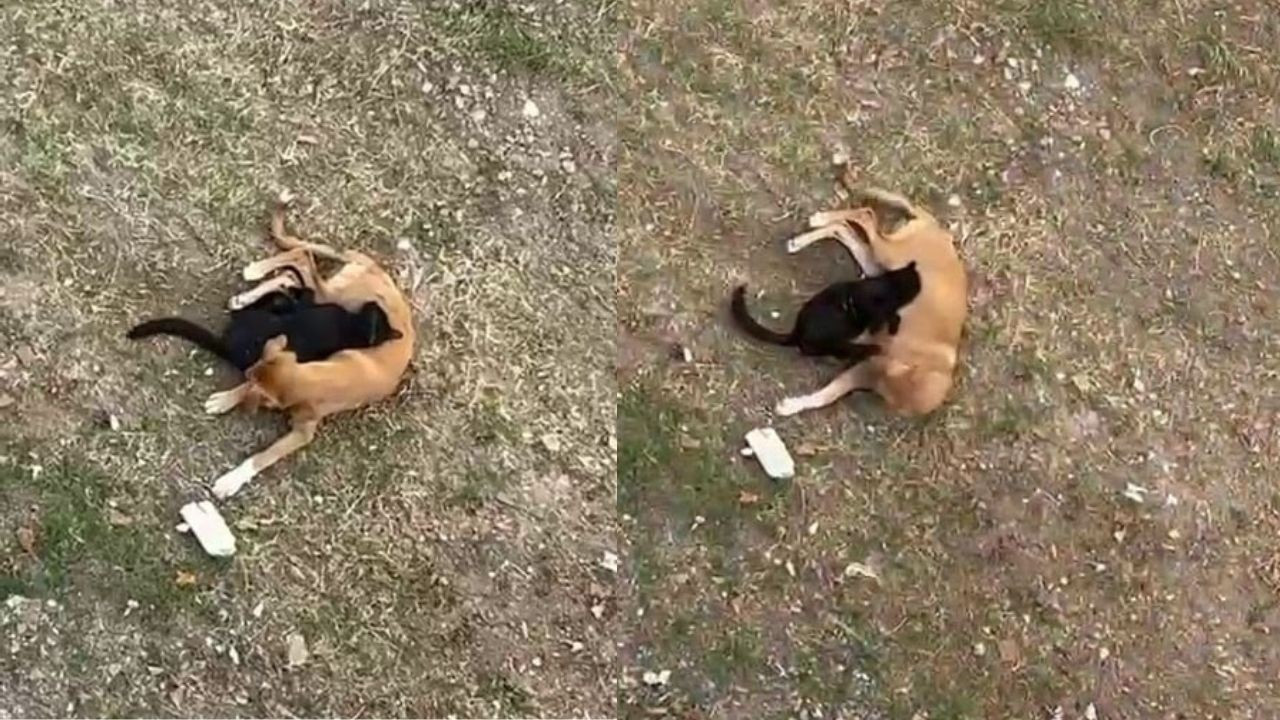 Düşman Olarak Bilinen Kedi ve Köpeğin Kıskandıran Dostluğu